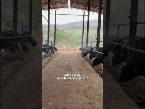 Queijos premiados da Fazenda Bom Sucesso em Itanhandu MG