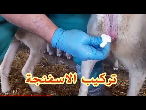 , title : 'شاهد طريقة التلقيح الغنم بالاسفنجة الاصطناعية🐑🤗'