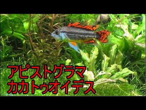 アピストグラマ カカトゥイデスについて詳しく解説