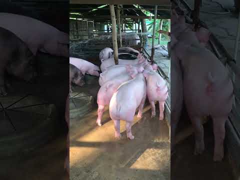 Incredible Pig Farming, Clean and Feeding