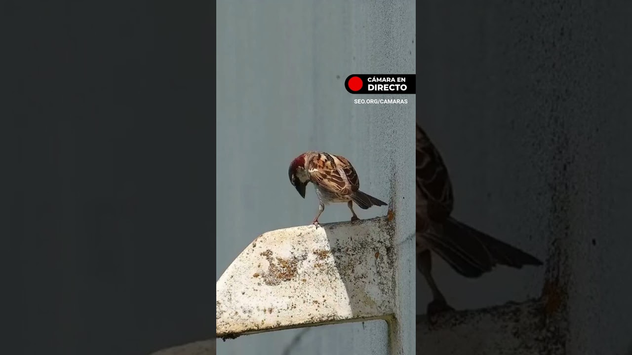 Papá gorrión dando de comer a sus pollos