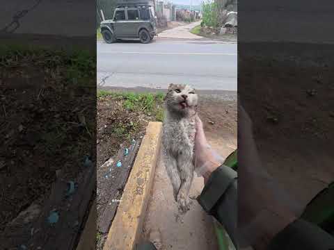 Daily Good Deed A kitten found in a trash bin helping lay it to rest. #shorts