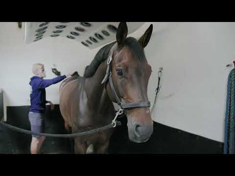 don diarado 4 trot up