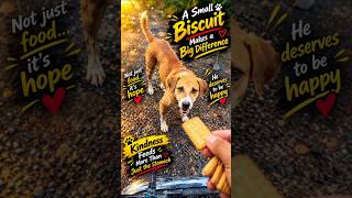 Feeding street dogs 🐕🍞 Hungry stray dogs get food #dogfeeding #dog #rescue
