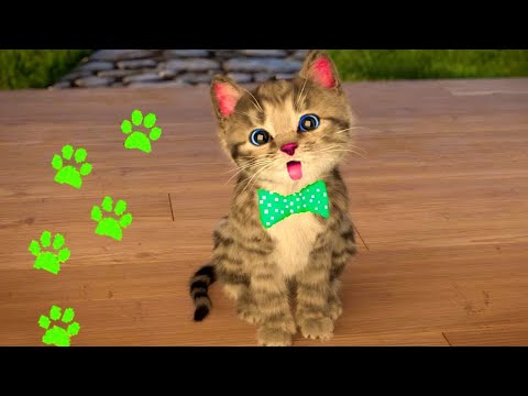 CUTE KITTEN ON THE WAY TO GREAT ADVENTURE AND FRIENDS - YouTube