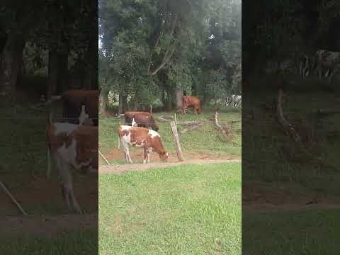 mostrando as vacas região de castro Paraná