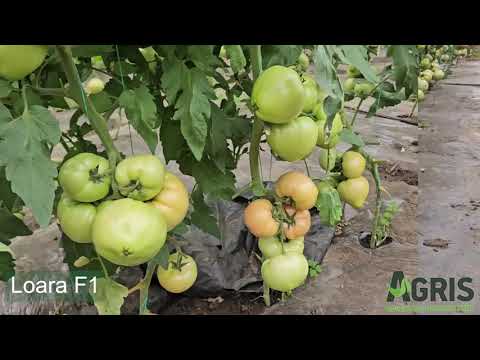 Loara F1 - Cultura de tomate roz în Matca, jud. Galați, fermier Chirițoiu Gabriela