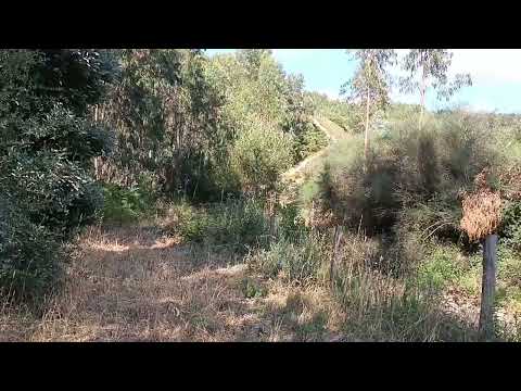 Euclyptus Fruits Codiceira --Serra do Porto