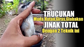 Download lagu Effective Ways to Tame Young Forest Trucukan, Giras, Glabakan mp3