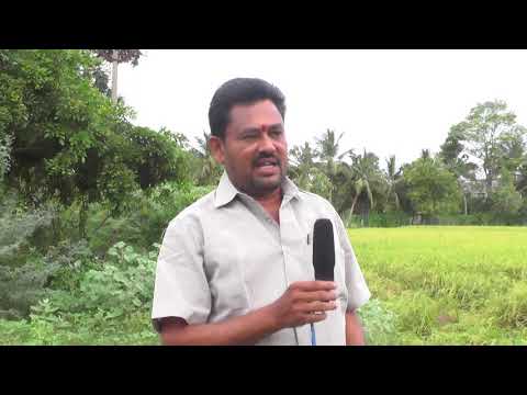 Green Caare Biocide For Agriculture And Organic Farming