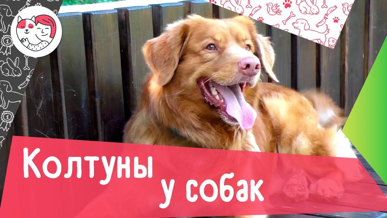 6 причин образования колтунов у собак