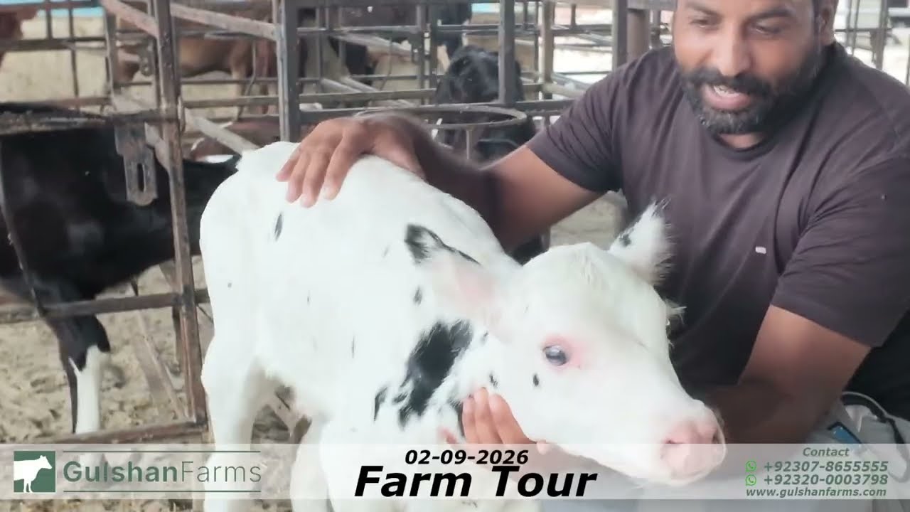 Jafar Hassan walking the farm in the full Gulshan Farms walkaround film