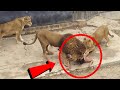 Animals Unexpected Attack On Human Animal Attack Animals Video Unbelievable Moments