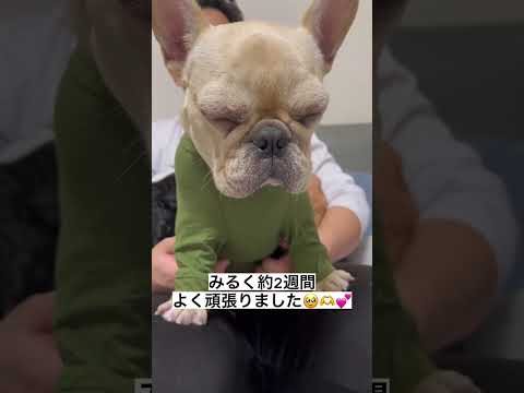 私の犬がシンパリクを服用しましたが、かゆみが続いています。なぜ、どうすればよいでしょうか?