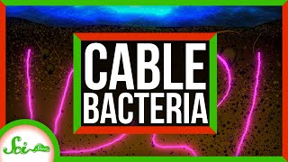 Bacteria Could Someday Power Our Cell Phones