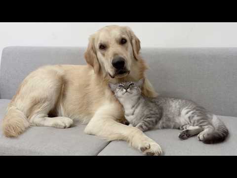 YouTube 썸네일