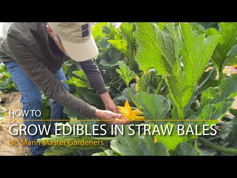 Straw Bale Gardening: Growing Edibles in Straw Bales
