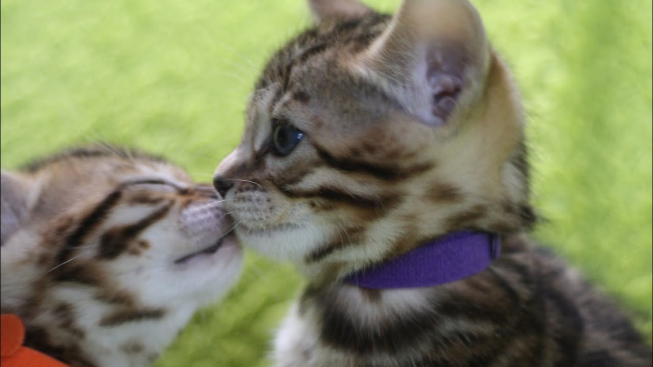 Vidéo présentation du chat Bengal