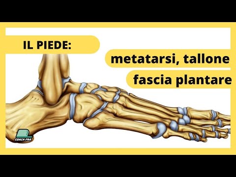 IL PIEDE: Metatarsi, calcagno e fascia plantare. Cosa sono e a cosa servono