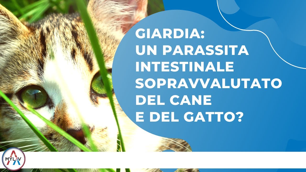 Watch Now Giardia un parassita intestinale sopravvalutato del cane e del gatto Giardia un parassita intestinale sopravvalutato del cane e del gatto