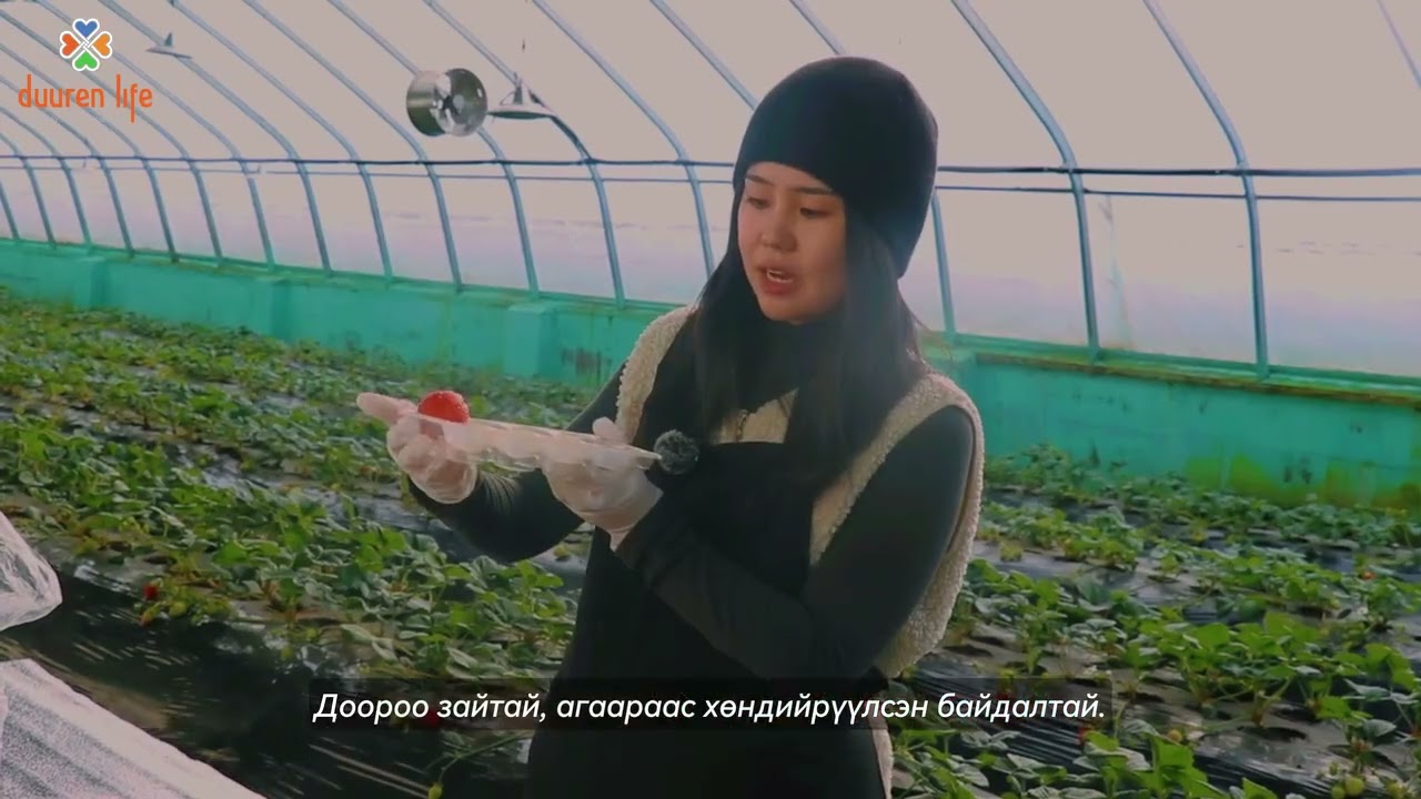 ШАНДДОВ ХХК Гүзээлзгэнэ 2