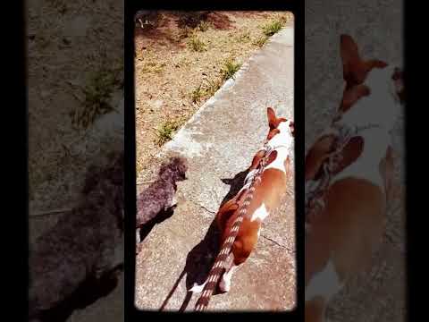 Caminhada Pets.Samira e Julie Bull