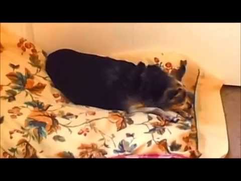 chi chi sleeping 2014 07 30 10 41a no sound