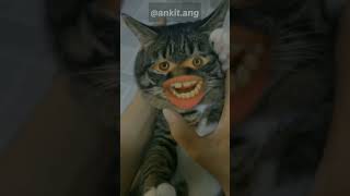 when humen cross the limits#cat #catlover#autotune#autotune#dog#gameplay#memes#funny#bagadbilla#pet