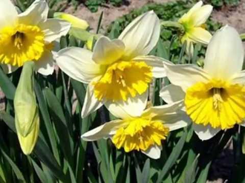 Fülemüle szerenád