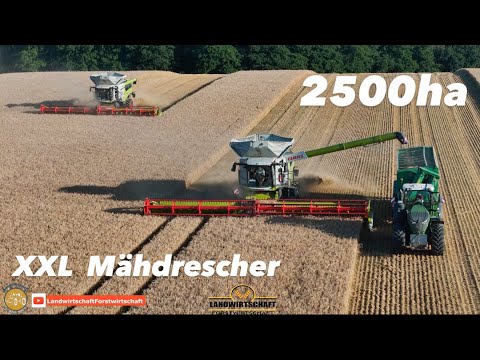 Die 2500ha Ernte! 2x CLAAS LEXION 8900 & 18T Liter Korntank XXL Mähdrescher in der Landwirtschaft