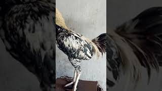 Download lagu keistimewaan!!dari ayam mangon yang jarang di ketahui para pencinta mangon mp3