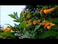 4k Hdr Nature Status Beautifull Flowers Love Mashup Slowed Feel The Bgm Ron Editxx