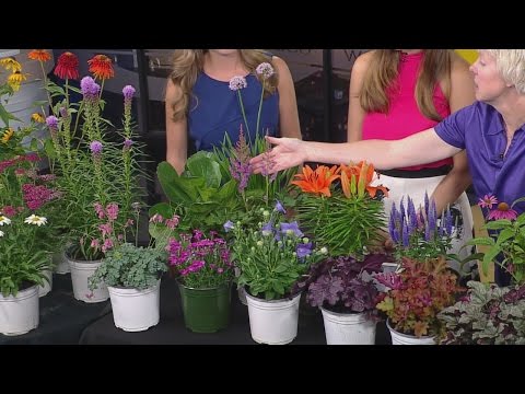 YouTube video about: When to plant flowers in minnesota?