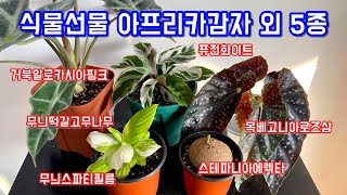 식물언박싱 아프리카감자 외 5종!! 무늬떡갈고무나무, 목베고니아 로즈샴, 퓨전화이트, 무늬 스파티필름, 거북…