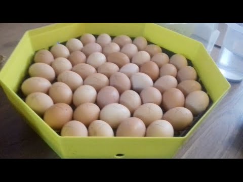 fia erekciós fényképe