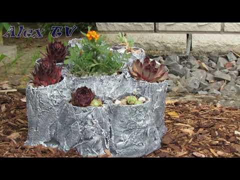 Winterharte Sukkulenten im Garten.