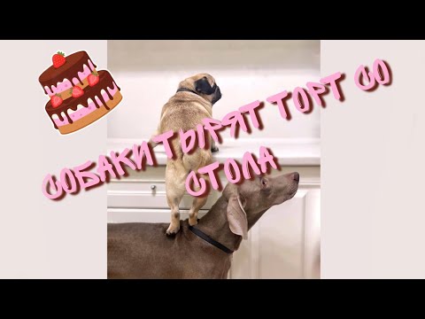 Нарисовать джонни и оскара собаки