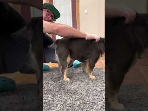 Collecting semen from a French bulldog stud. Canine sperm collection.