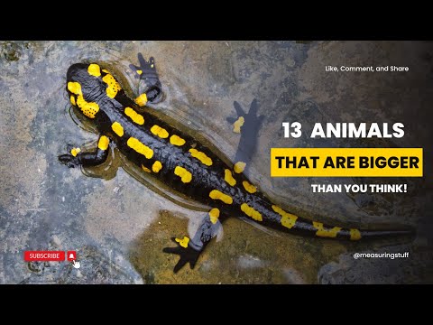 13 Animals That Are Bigger Than You Think (Way Bigger!)