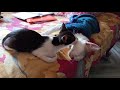 Kitten Licking Her Big Sister Kitten Love Kitten Meow Asmr Kittenmeowing Cat Catmeow Love