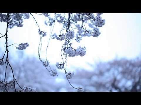 KASHIWA Daisuke / april.#19 (MUSIC VIDEO) 