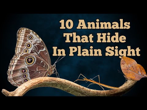 Masters of Disguise: Nature's Camouflage Champions