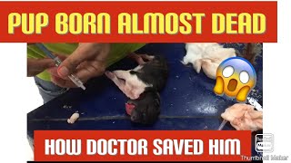 live demo ||Reviving almost dead pup ||how to revive new born pups