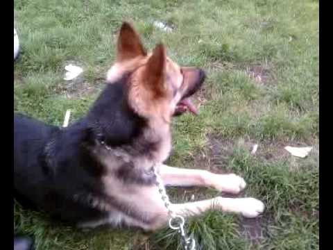 MY GERMAN SHEPHERD 6 keera