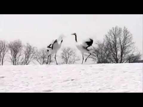 BEKTAŞ ÇOLAK ALEVI DEYİŞLERI