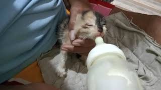 Feeding Adopted Kitten