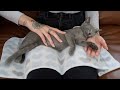 ASMR Kitten Massage Gentle Acupressure Hypnosis Gua Sha