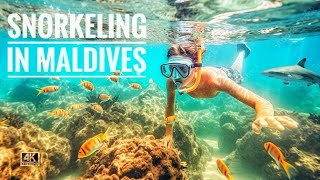 Snorkeling in Maldives 2025 Fihalhohi Island 4K