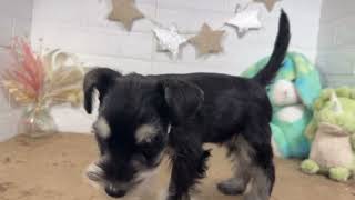 ミニチュアシュナウザーの動画01