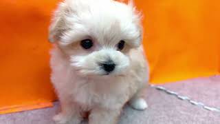 ハーフ犬の動画01